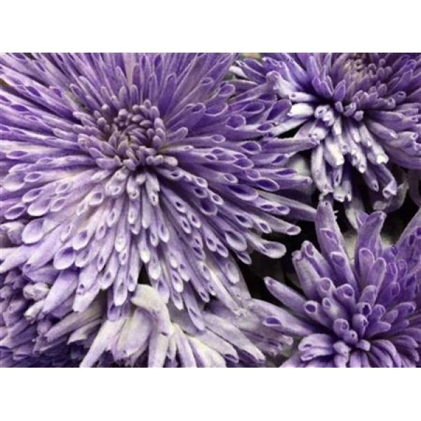 Chr Gr Ana Dyed Snow Milka