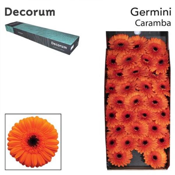 Ge Mi Box Caramba Decorum