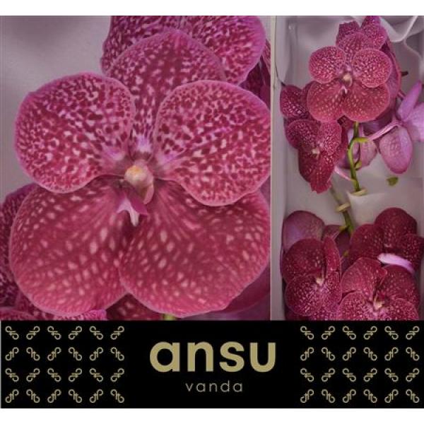 Vanda By Flower Crimson Love