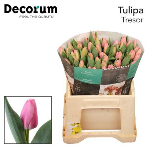Tu En Tresor Extra