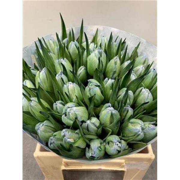 Tulp Dyed Polar Light