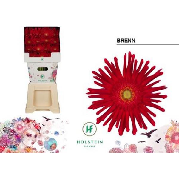 Ge Gr Diamond Pasta Brenn