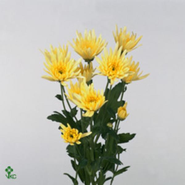 Chr T Delianne Yellow