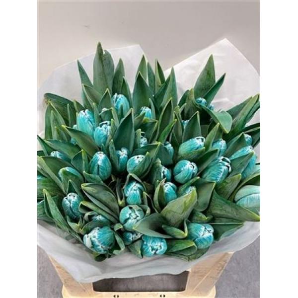 Tulp Dyed Tiffany