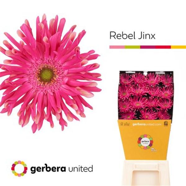 Ge Gr Diamond Pasta Rebel Jinx