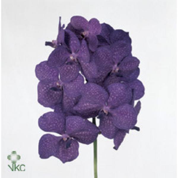 Vanda By Flower Tayanee Blue