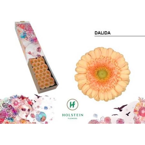 Ge Mi Box Dalida Holstein