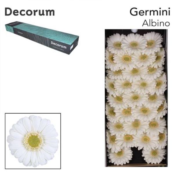 Ge Mi Box Albino Decorum