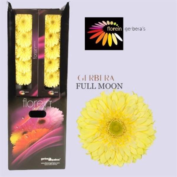 Ge Gr Aquabox Full Moon *80
