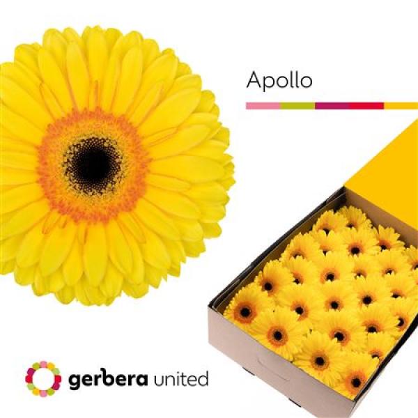 Ge Gr Box Apollo