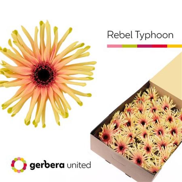 Ge Gr Box Pasta Rebel Typhoon