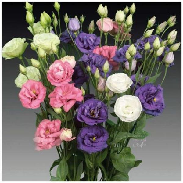 Eust  Mix G 70cm
