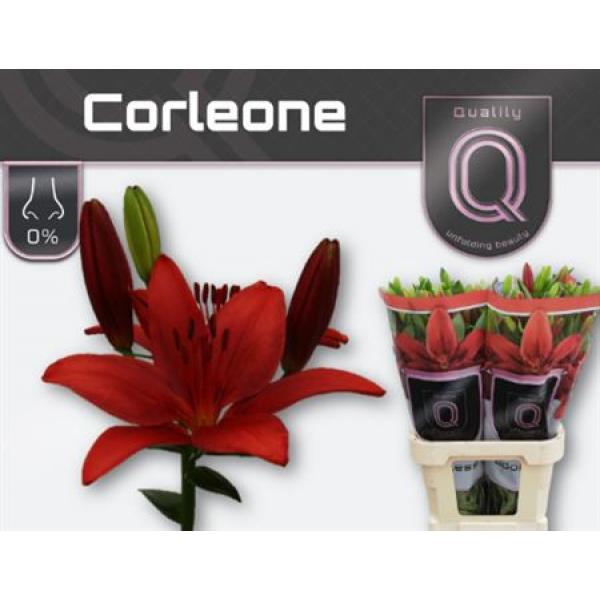 Li La Corleone 4+