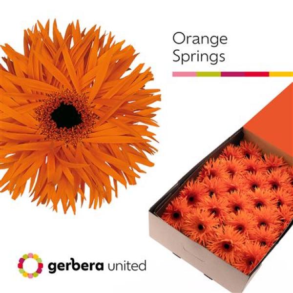Ge Gr Box Spider Orange Springs