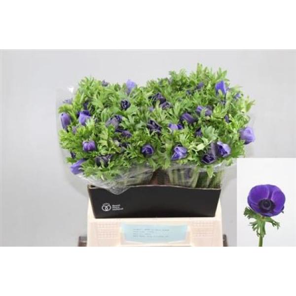 Anem Co Galil Blauw