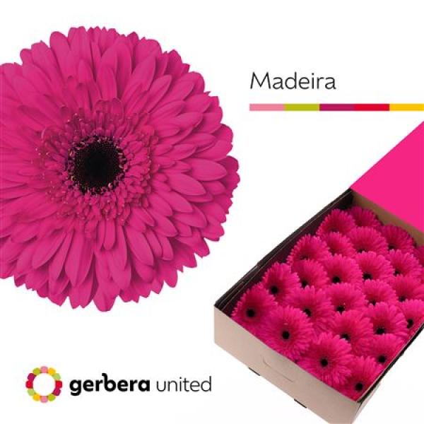 Ge Gr Box Madeira