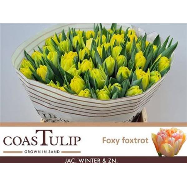 Tu  Coastulip Du Foxy Foxtrot