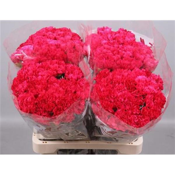 Di St  Ov Cerise
