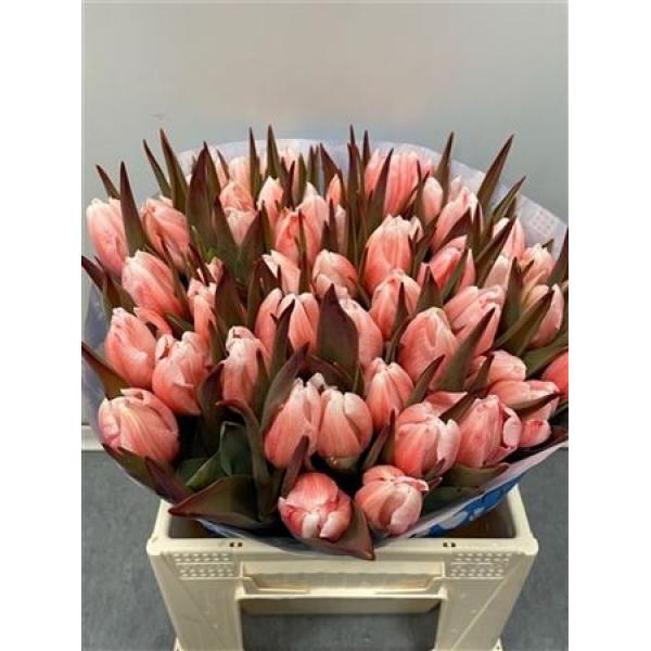 Tulp Dyed Pink