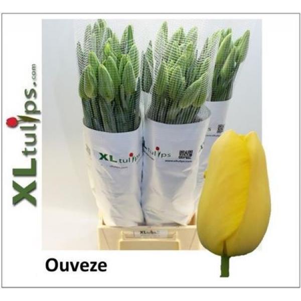 Tu French En Ouveze