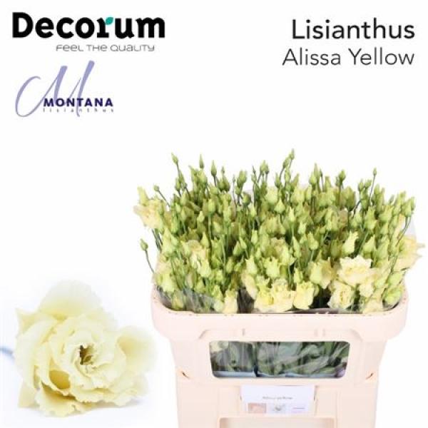 Eust G Alissa Yellow Montana