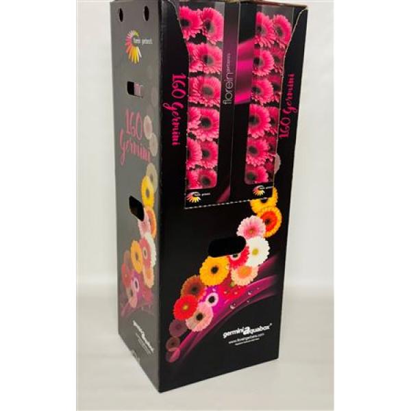 Ge Mi Aquabox Small Arabel *160
