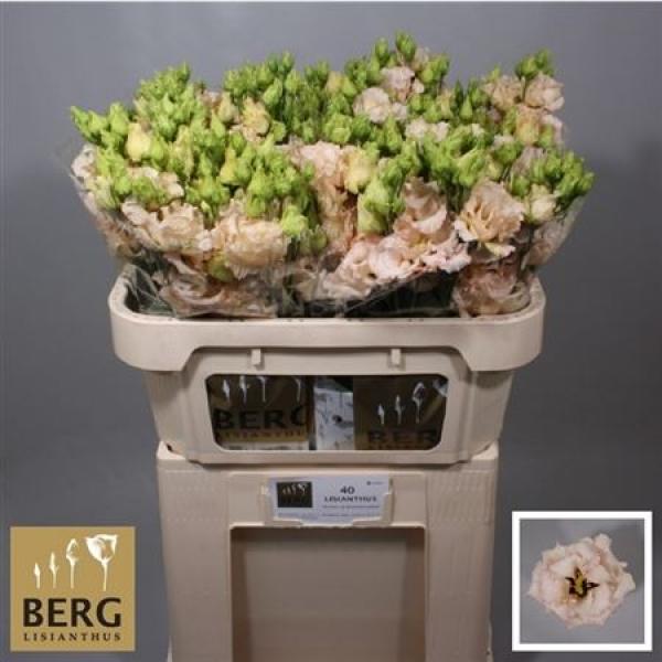 Eust G Alissa Light Apricot Berg