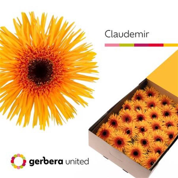 Ge Gr Box Spider Claudemir