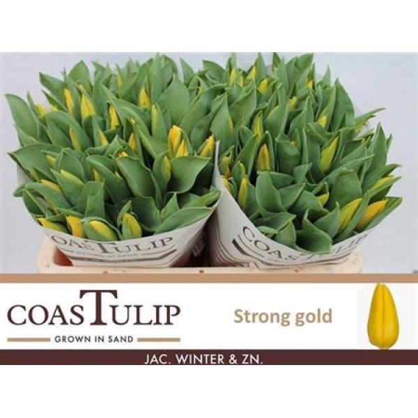 Tu En Strong Gold Super