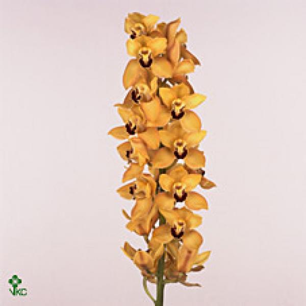 Cymb  Ov Yellow *6
