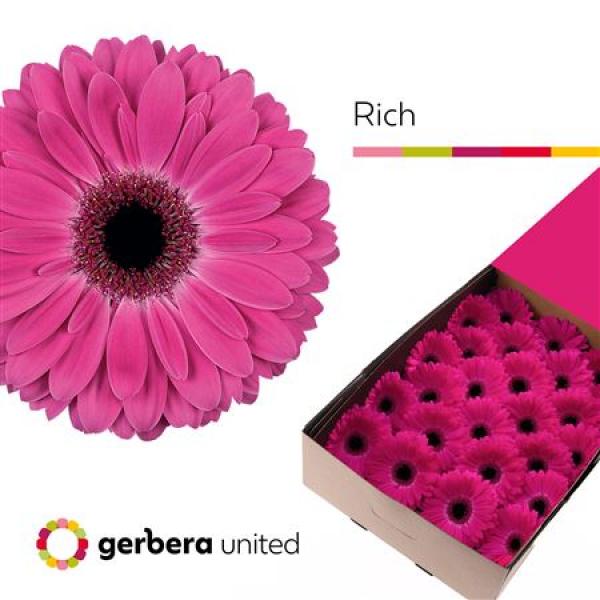Ge Gr Box Rich