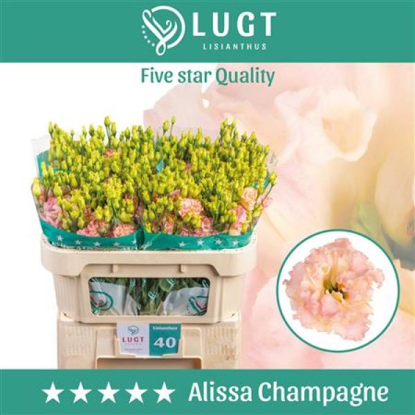 Eust G Alissa Champagne Lugt