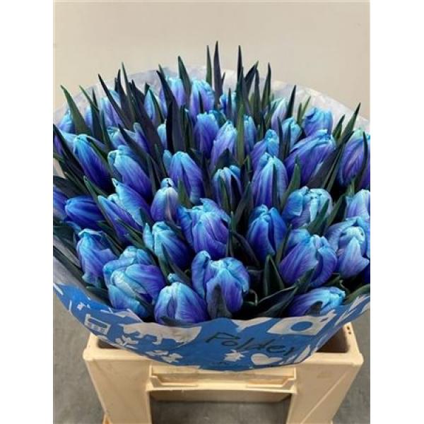 Tulp Dyed Blue Lagoon