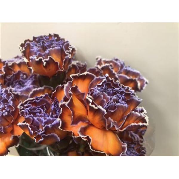 Dianthus St Dyed Bonaire