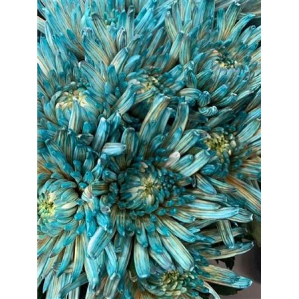 Chr Gr Topspin Dyed Bonaire