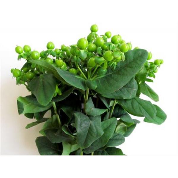 Hyp  Green