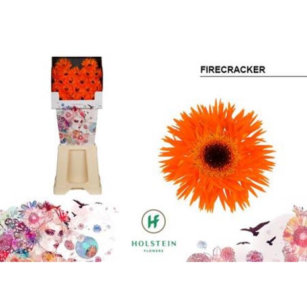 Ge Mi Diamond Spider Firecracker Holstein