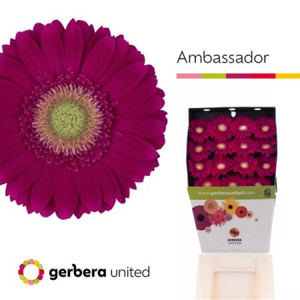 Ge Gr Diamond Ambassador