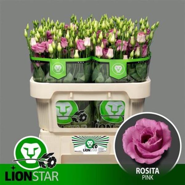 Eust G Rosita Rose Pink Lion