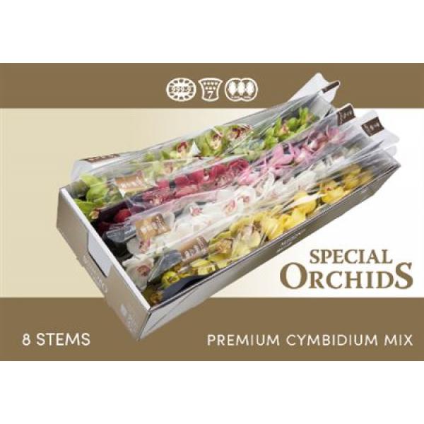 Cymb   Mix Special Orchids Exclusive *8