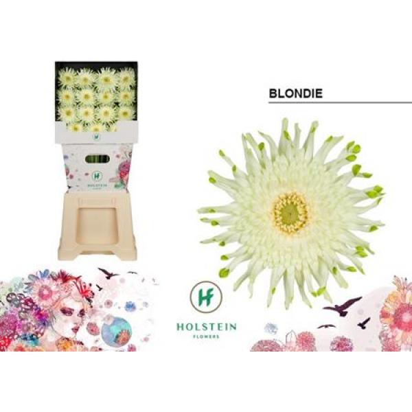 Ge Gr Diamond Pasta Blondie Holstein