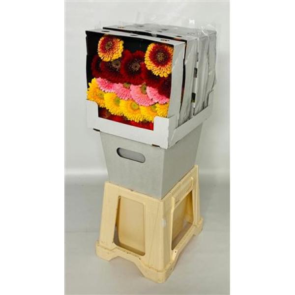 Ge Mi Diamond Pomponi Mix Florein