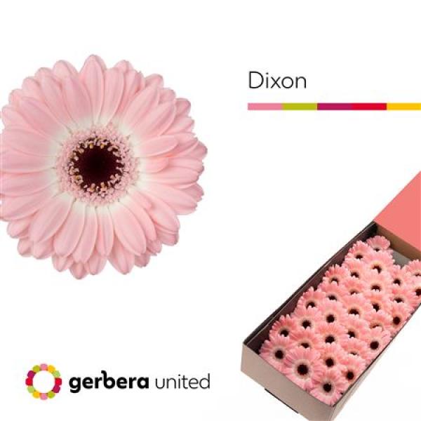 Ge Mi Box Dixon