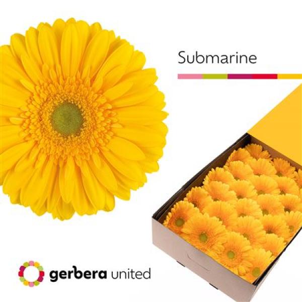 Ge Gr Box Submarine