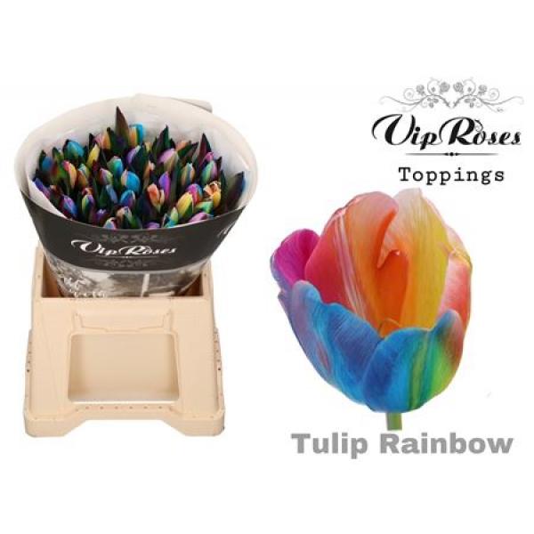 Tu Du Vip Double Bohemian