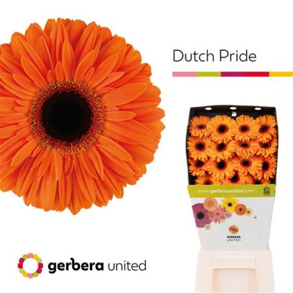 Ge Gr Diamond Dutch Pride