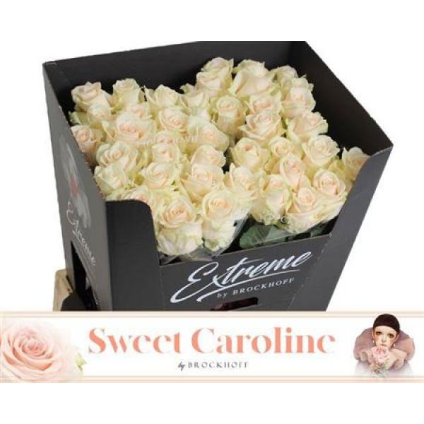 R Gr Sweet Caroline