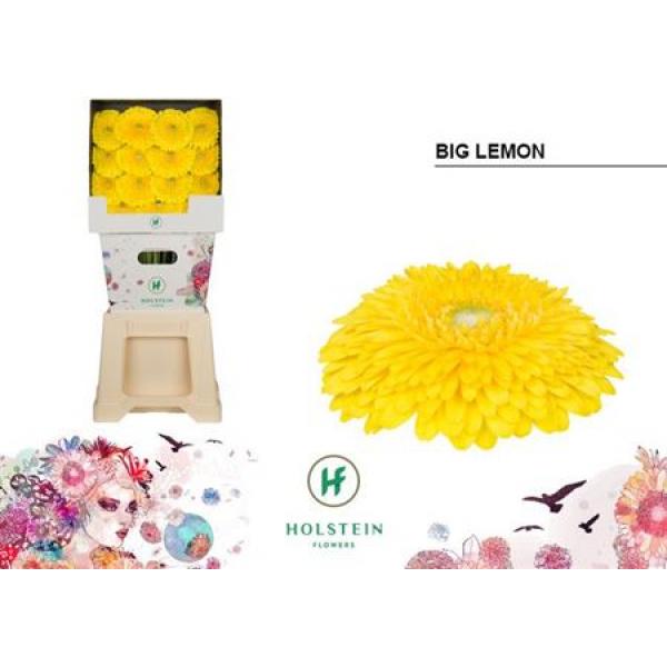 Ge Gr Diamond Pomponi Big Lemon