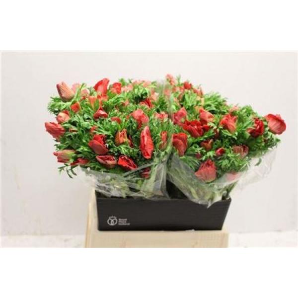 Anem Co Galil Rood