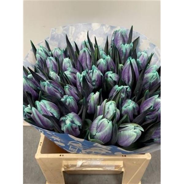 Tulp Dyed Ibiza